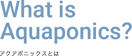 What is Aquaponics? アクアポニックスとは